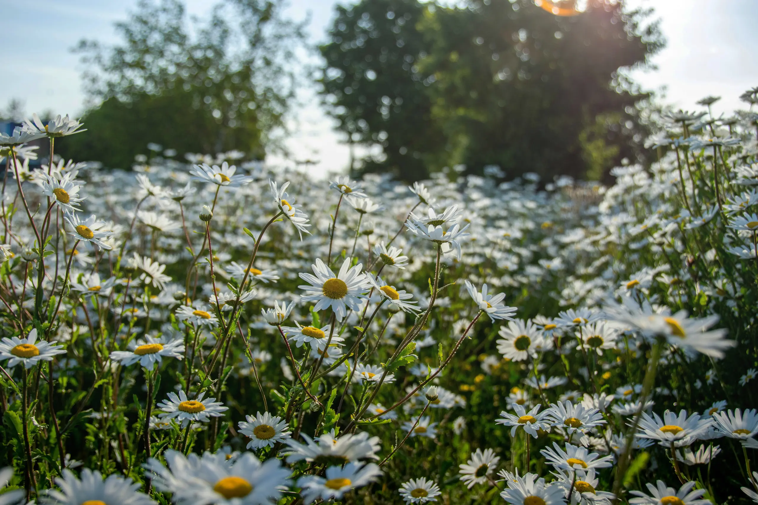 Wiese voller Kamilleblüten