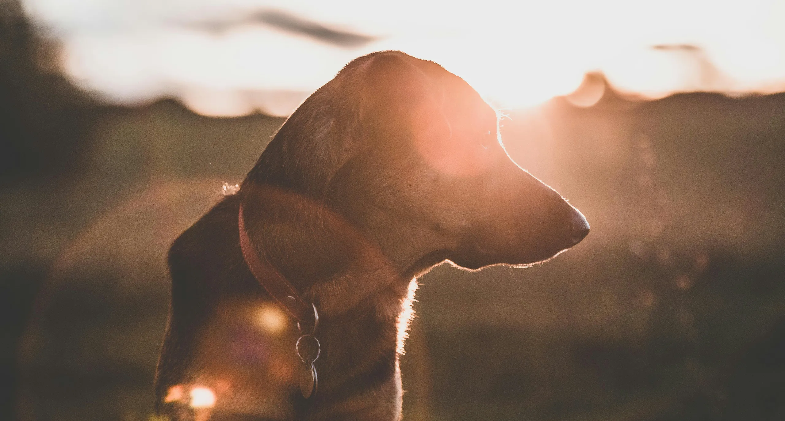 Hund in Abendsonne