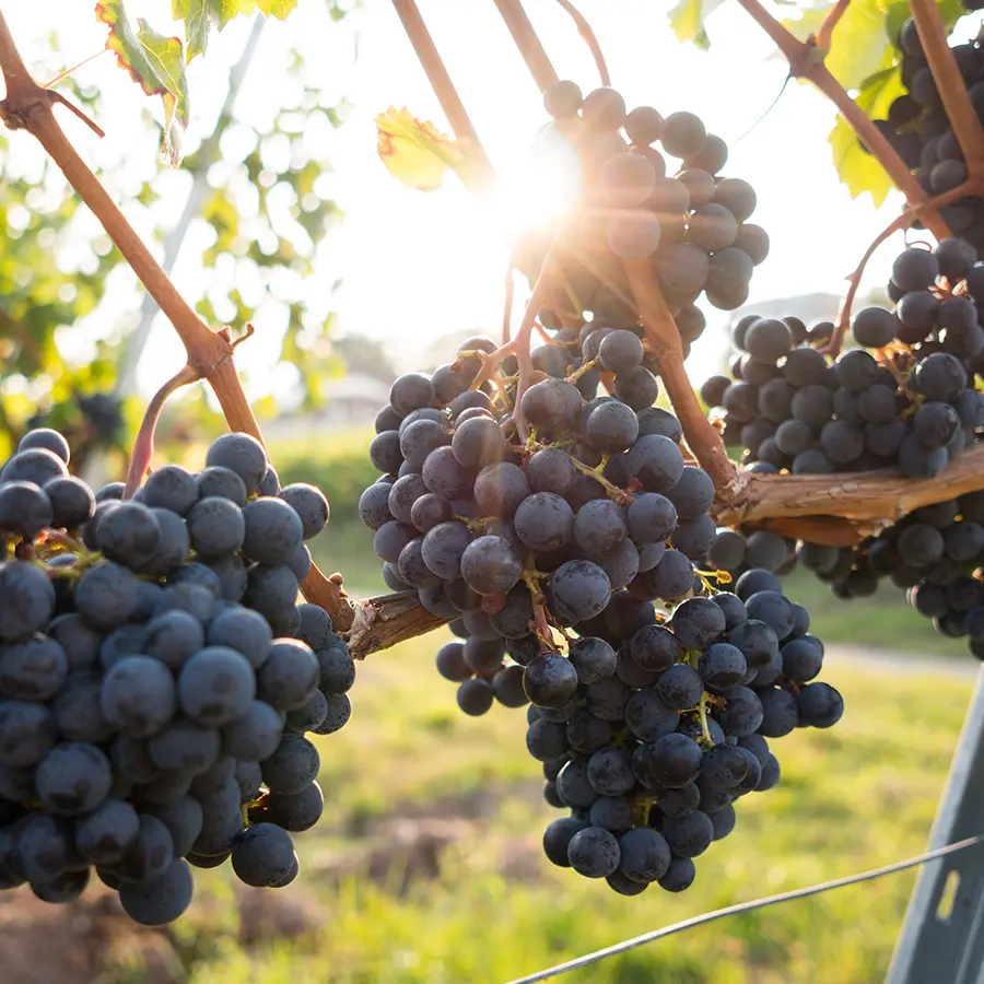 Webdesign Kinabeach Vineyard